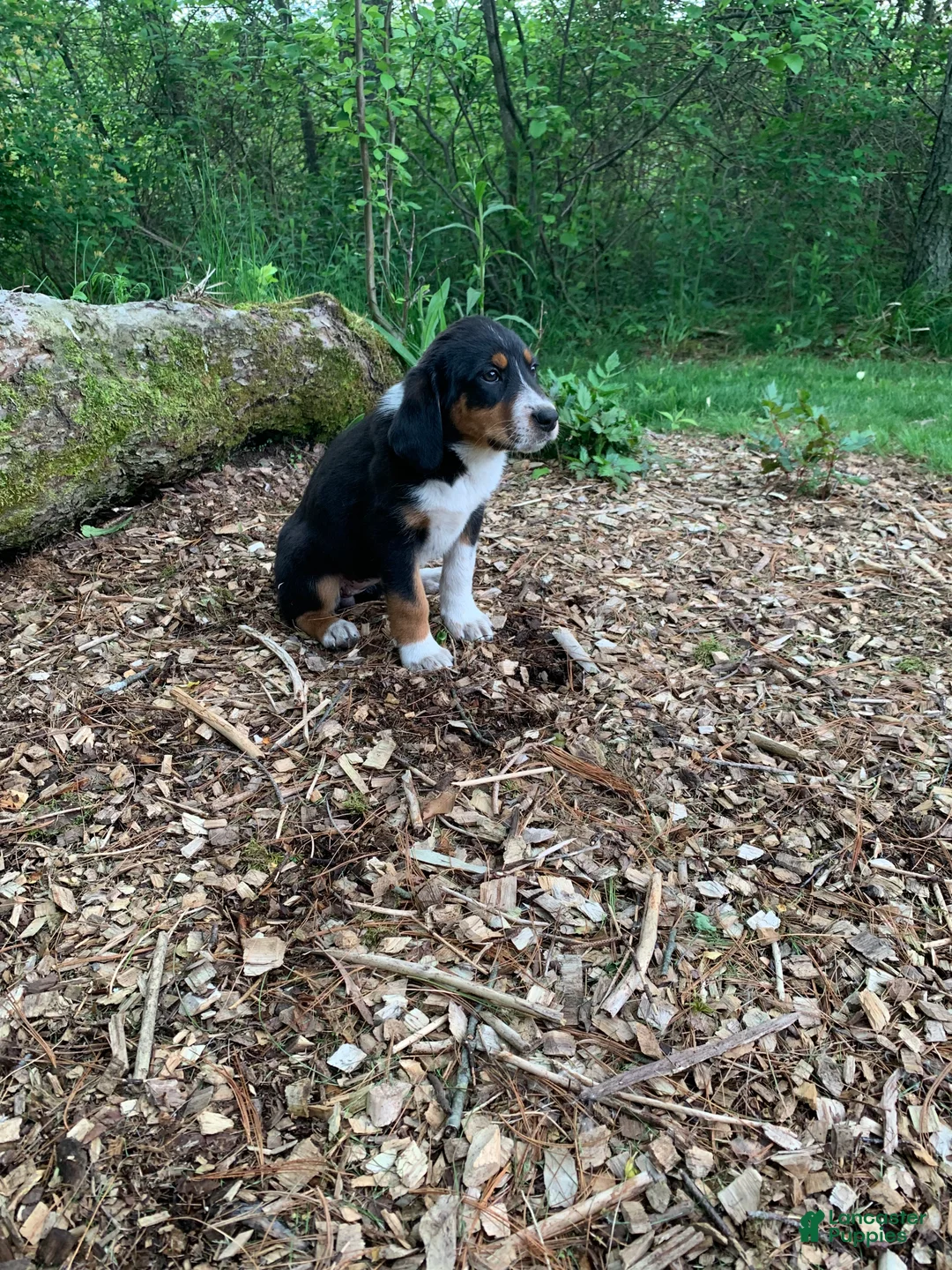 Mixed Breed dogs for sale: Bell - Ad 2