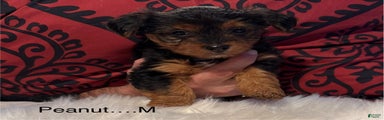 Yorkshire Terrier Puppy 2