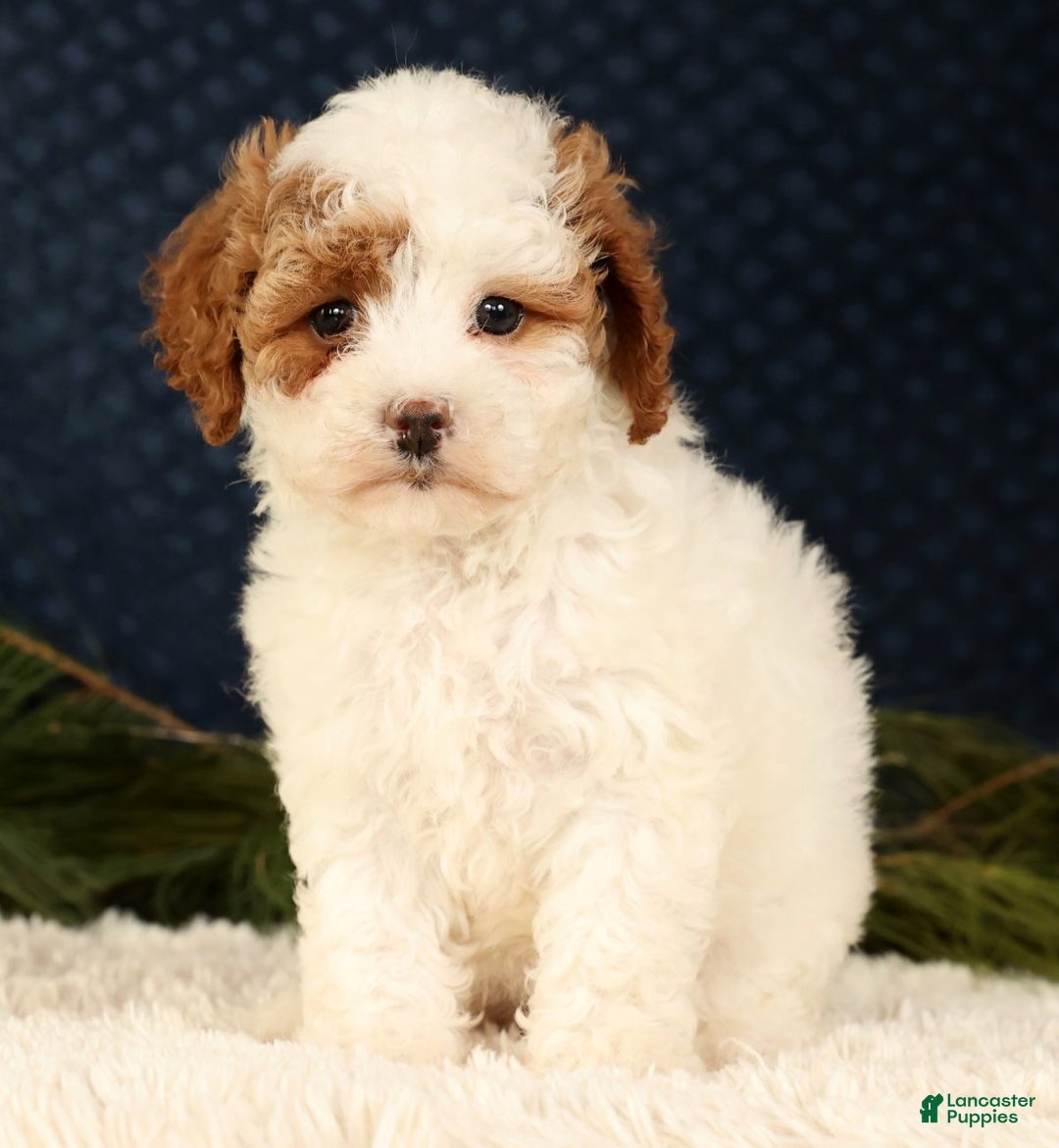 Cavapoo dogs for sale: Vicky - Ad 6
