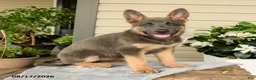German Shepherd dogs for sale: Kayla - Ad 1