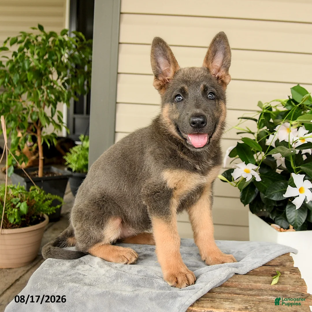 German Shepherd dogs for sale: Kayla - Ad 1
