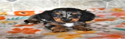 Miniature Dachshund dogs for sale: Rocky - Ad 1