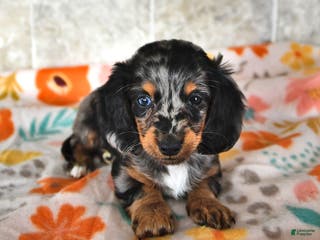 Miniature Dachshund dogs for sale: Rocky - Ad 2