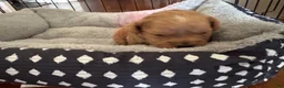 Toy Poodle dogs for sale: Caramelo  - Ad 3