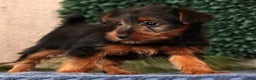Yorkshire Terrier dogs for sale: Mitch - Ad 8