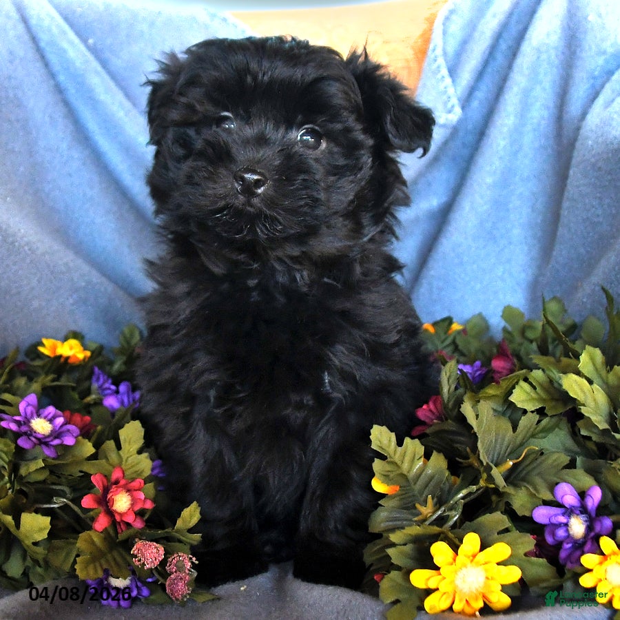 Pomapoo dogs Sam - Ad 2