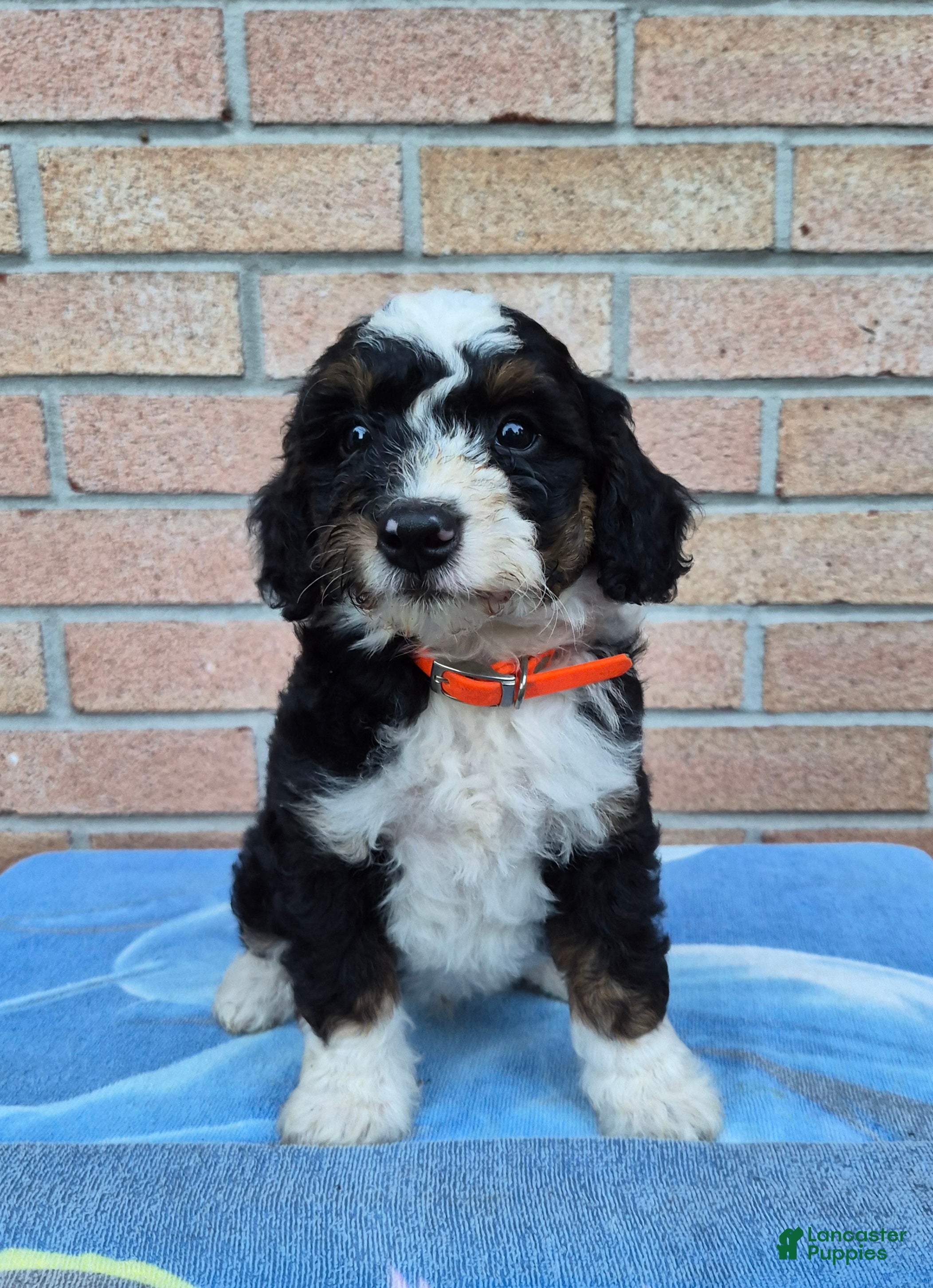 Mini Bernedoodle dogs Thunder - Ad 2