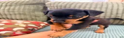 Miniature Pinscher dogs for sale: Loki - Ad 6