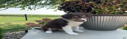 Mixed Breed dogs for sale: Michelle - Ad 4