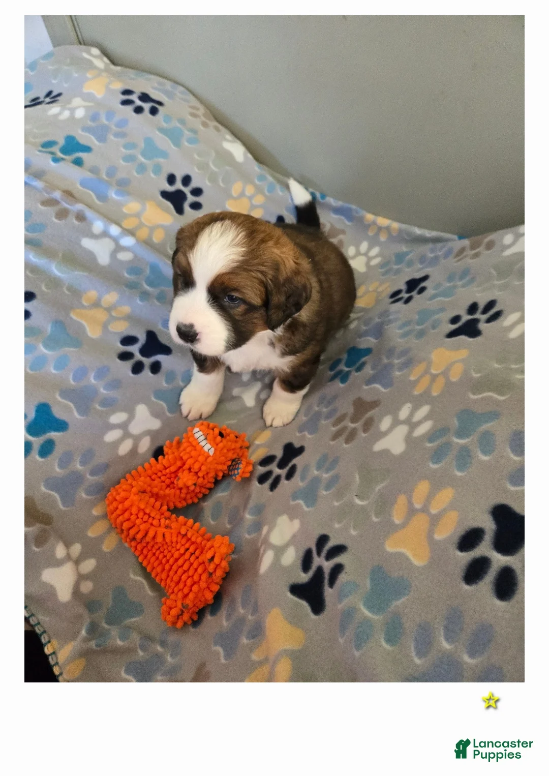 Mixed Breed dogs for sale: Buttercup  - Ad 6