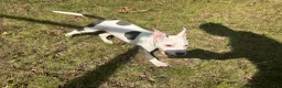 American Pit Bull Terrier dogs for sale: American Pit Bull Terrier 1 - Ad 4