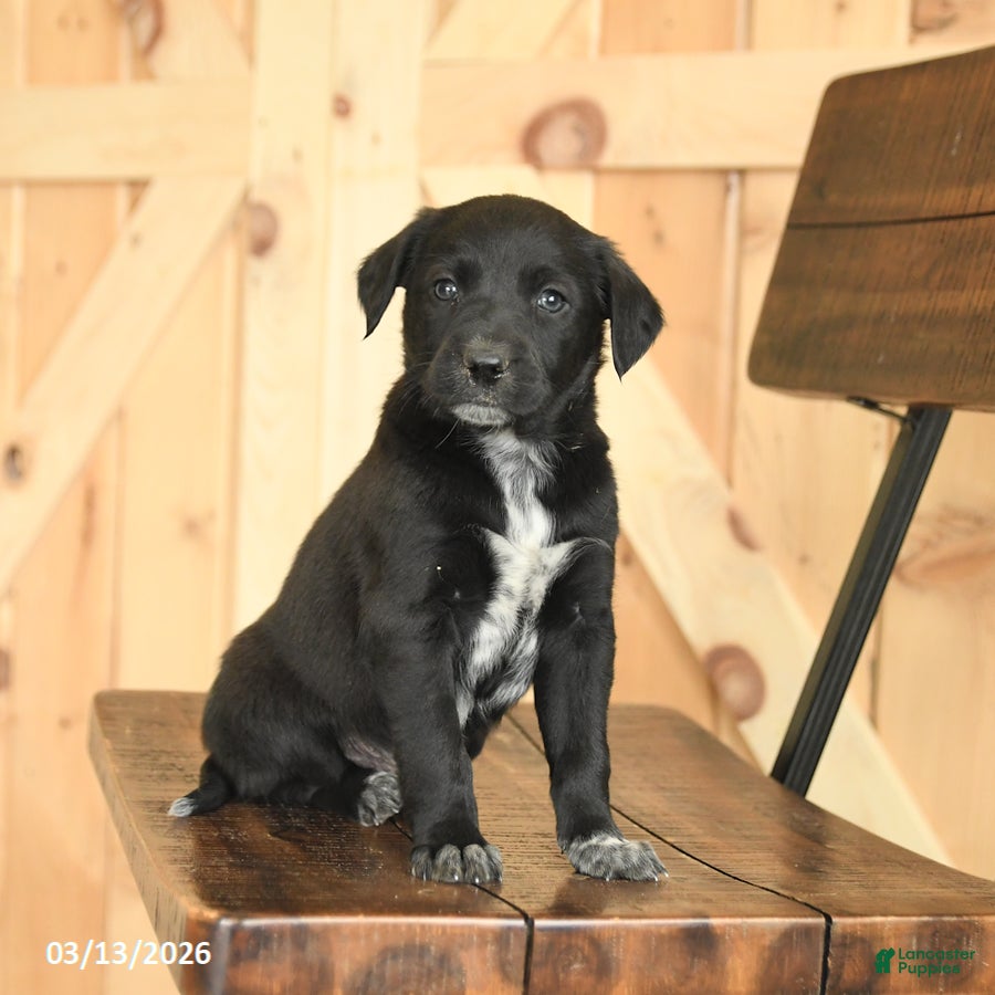 Mixed Breed dogs Rusty - Ad 2