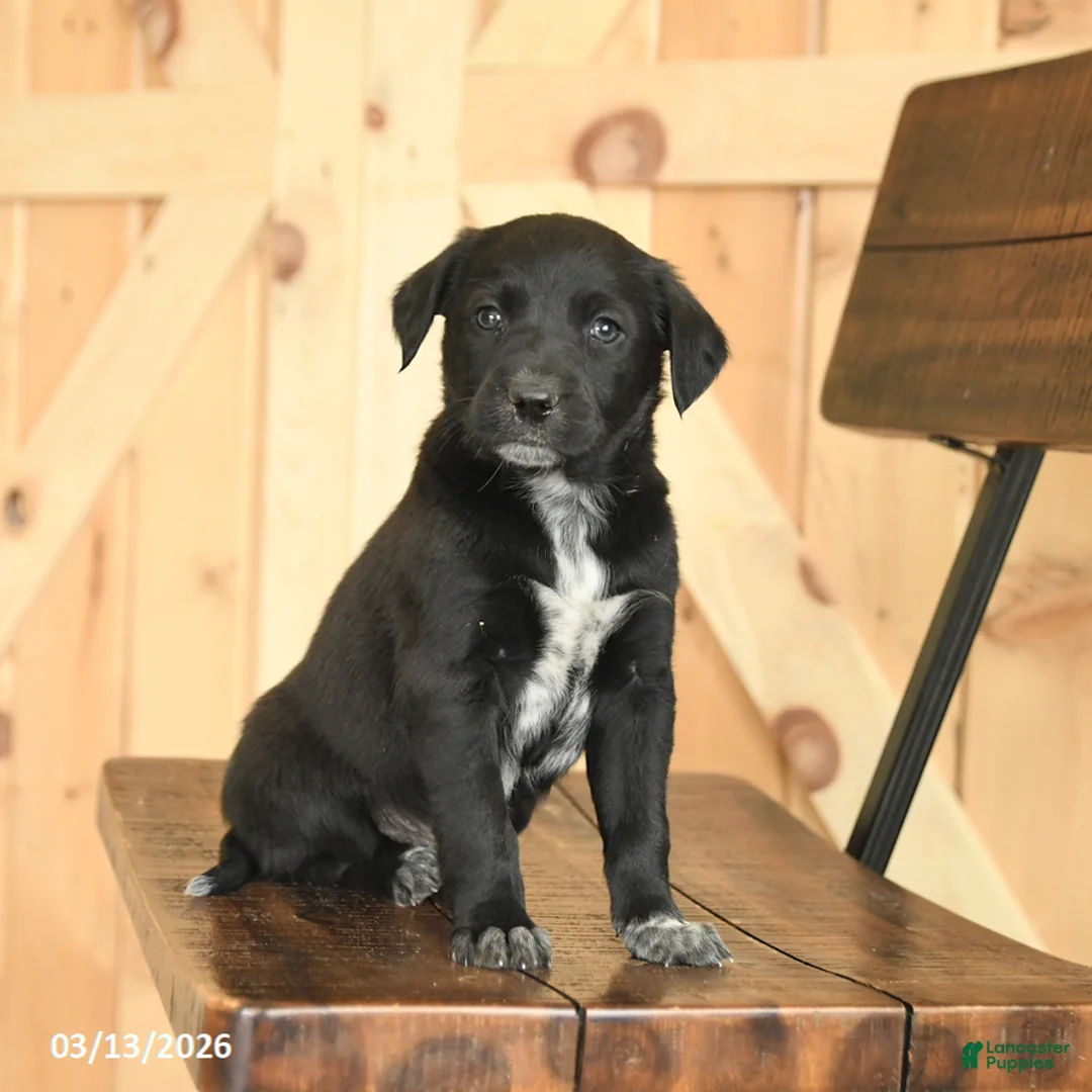 Mixed Breed dogs for sale: Rusty - Ad 2