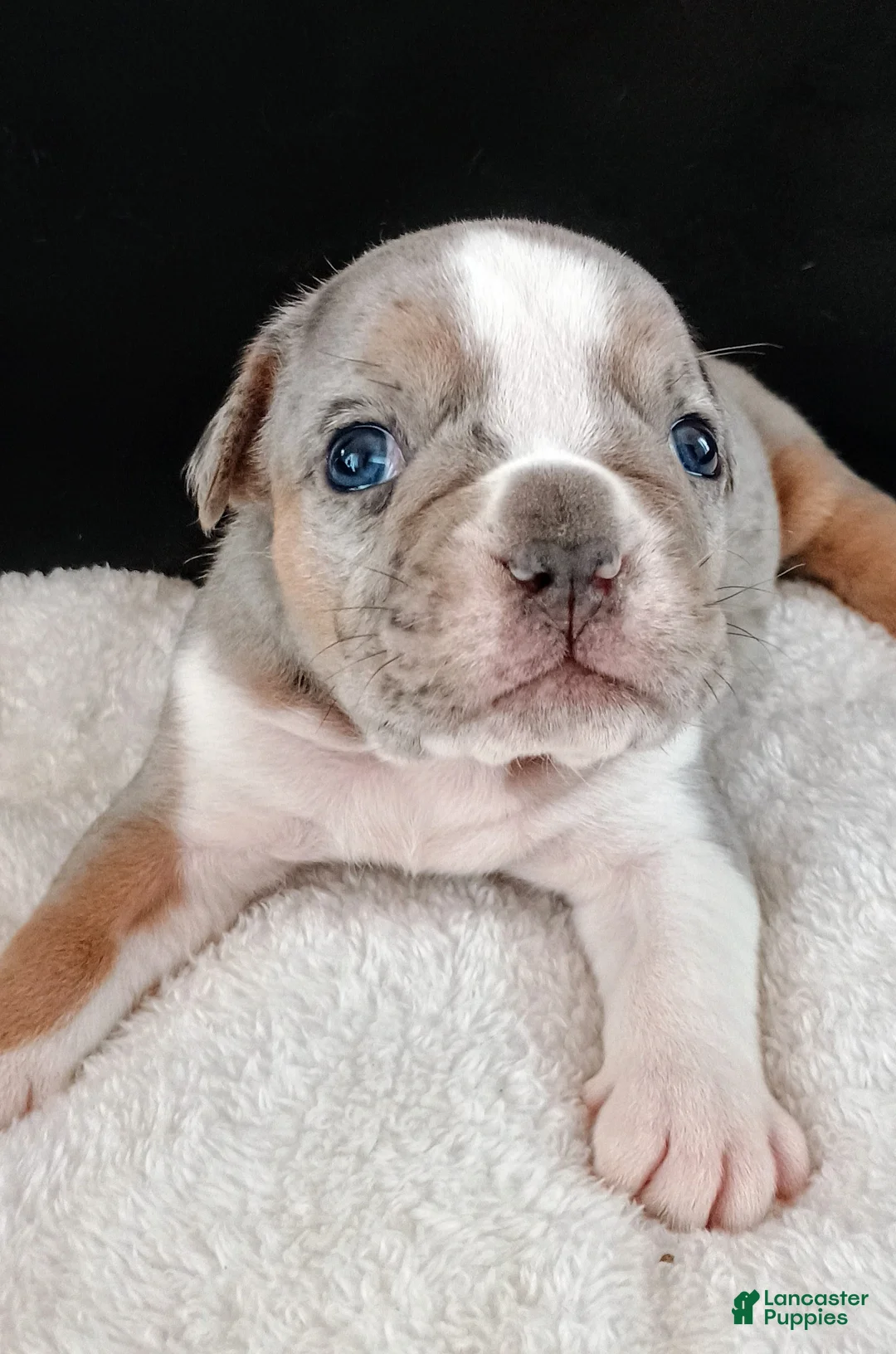 Olde English Bulldogge dogs for sale: Olde English Bulldogge Balder - Ad 1