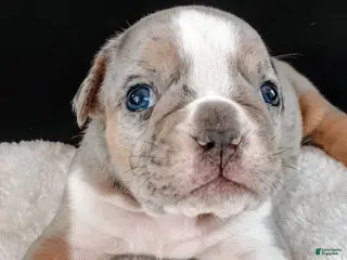 Olde English Bulldogge dogs Olde English Bulldogge Balder - Ad 16