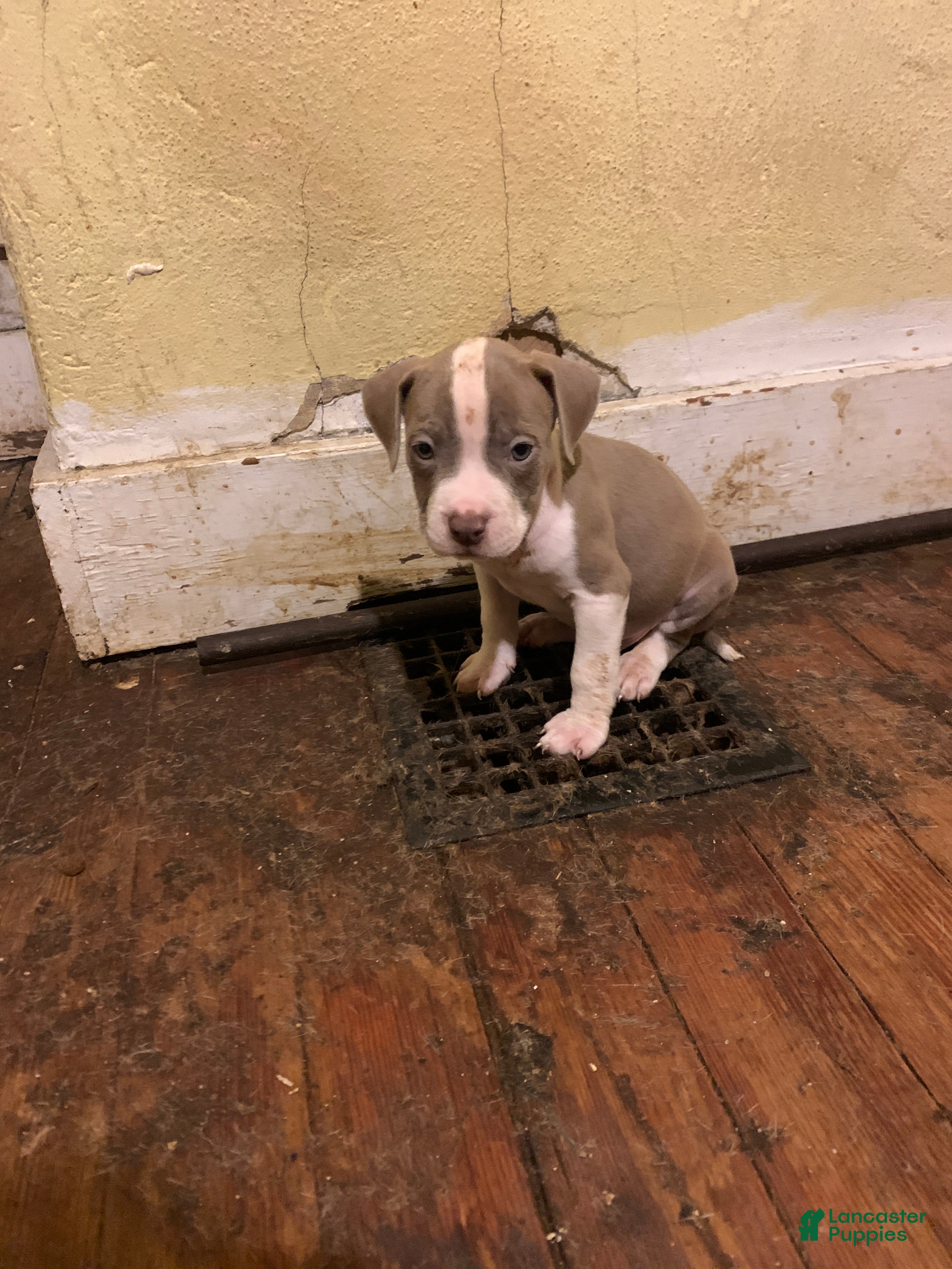 American Bully dogs American Bully Puppy 4 - Ad 41