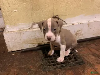 American Bully dogs American Bully Puppy 4 - Ad 41