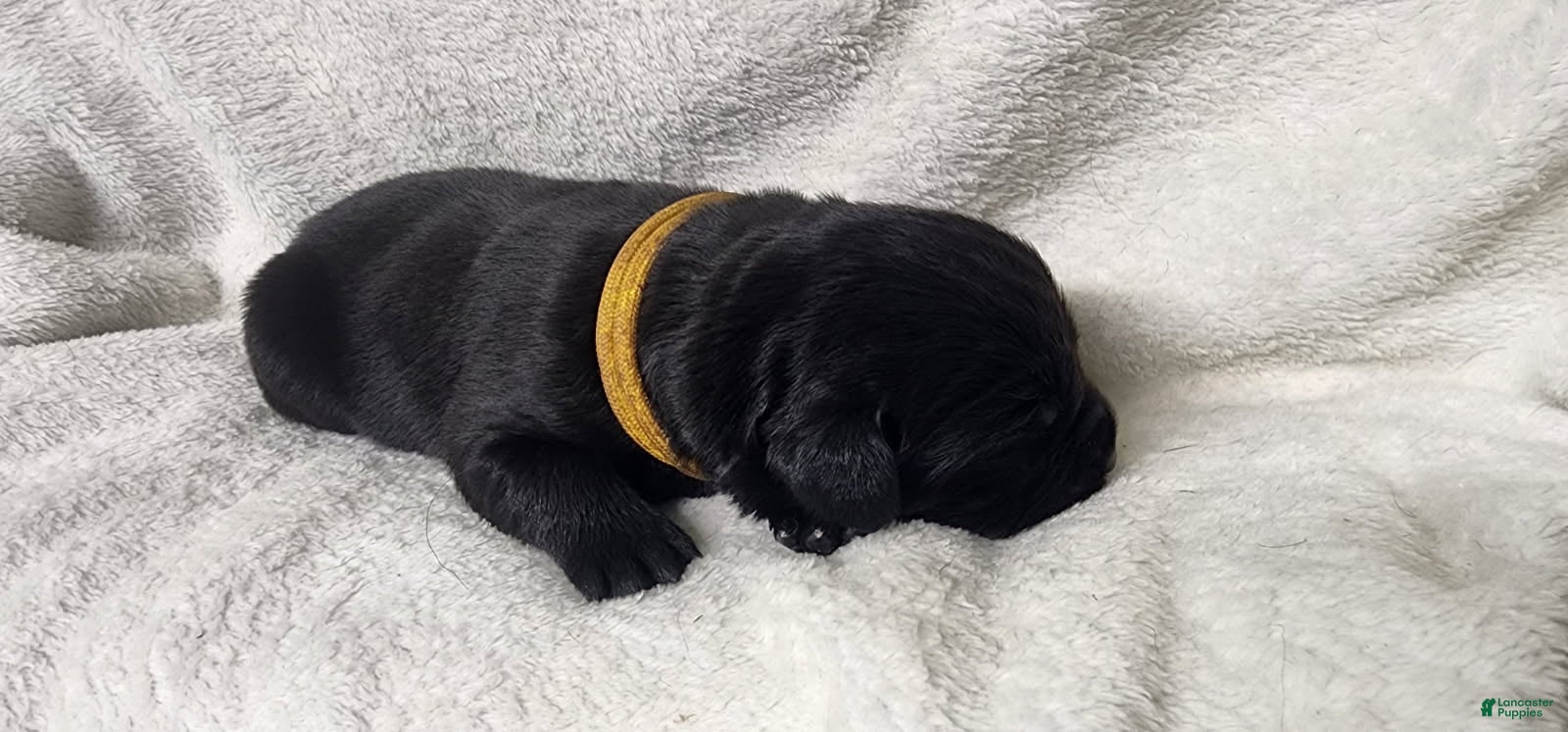 Newfoundland dogs Yellow - Ad 1