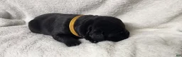 Newfoundland dogs for sale: Yellow - Ad 1