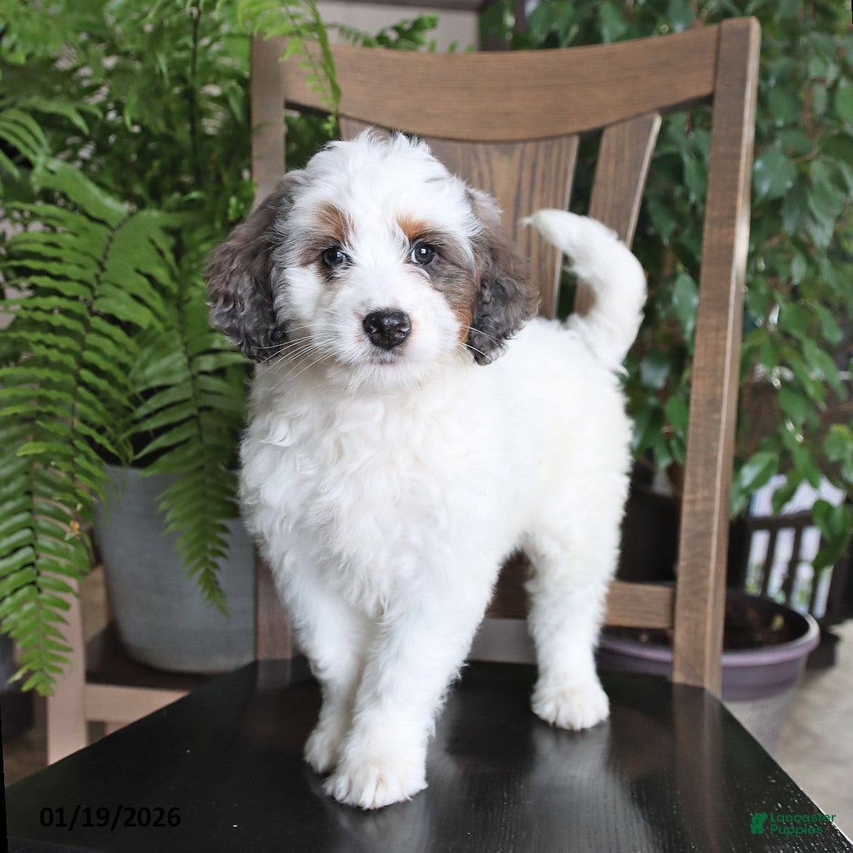Mini Bernedoodle dogs Tango - Ad 33
