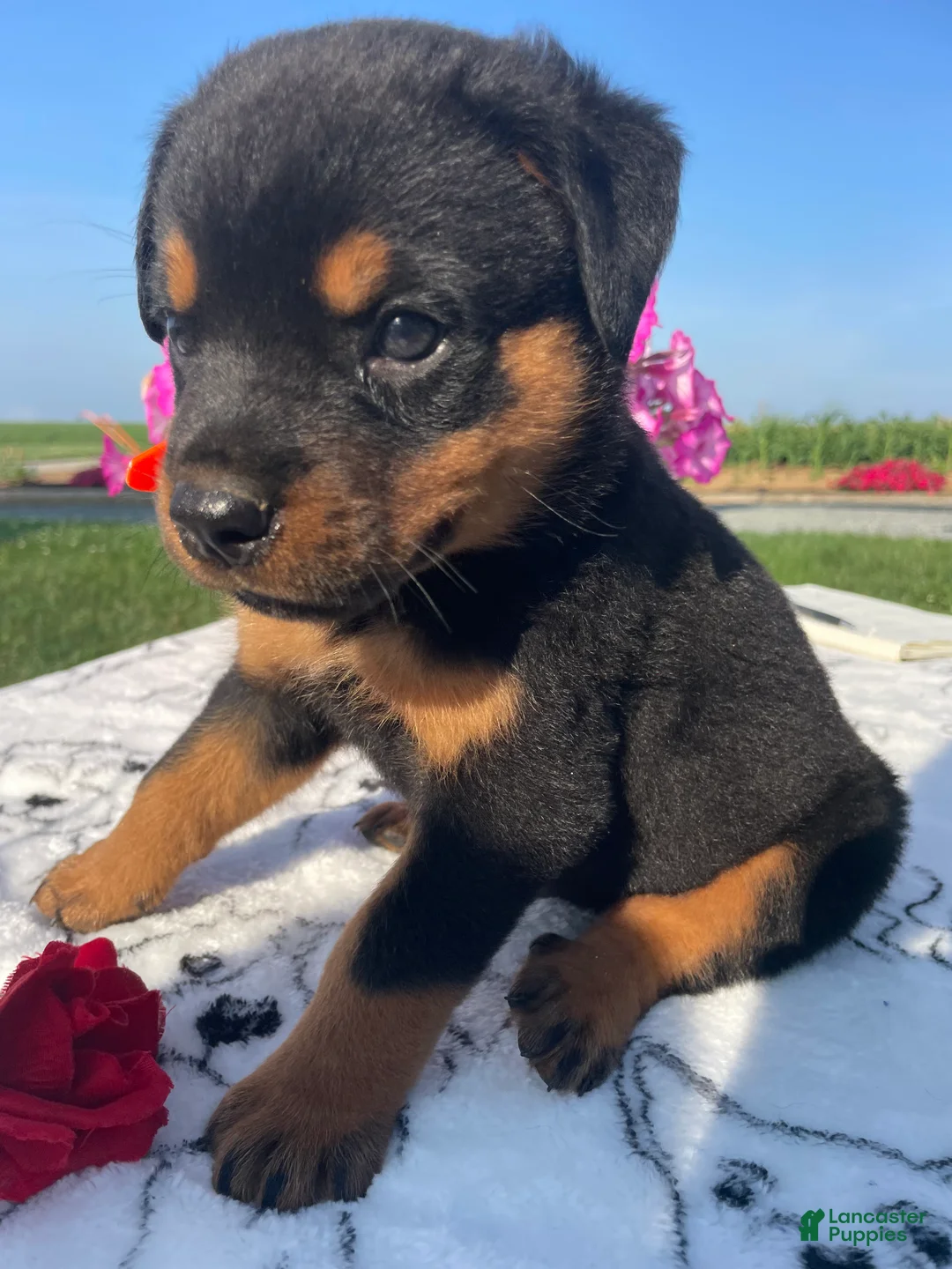 Rottweiler dogs for sale: Marshall - Ad 4