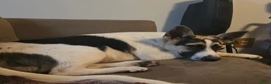 Mixed Breed 3