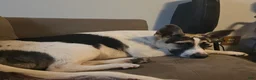 Mixed Breed dogs for sale: Mixed Breed 3 - Ad 1