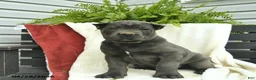 Cane Corso dogs for sale: Diesel  - Ad 4