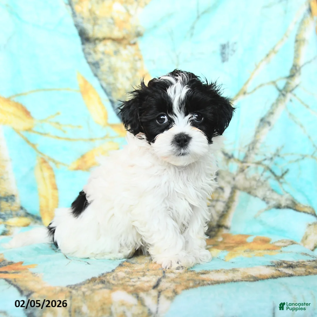 Shihpoo dogs for sale: Cassie   - Ad 1