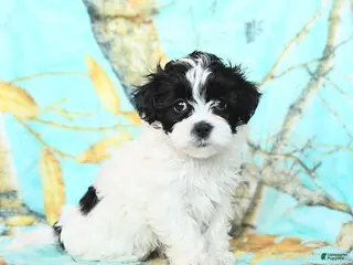 Shihpoo dogs Cassie - Ad 26
