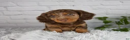 Miniature Dachshund dogs for sale: Colten - Ad 5