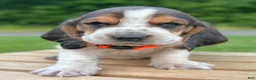 Basset Hound dogs for sale: Arnold - Ad 10