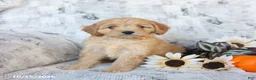 Cavapoo dogs for sale: Piper - Ad 4