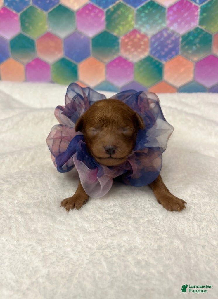 Toy Poodle dogs Chiffon - Ad 33