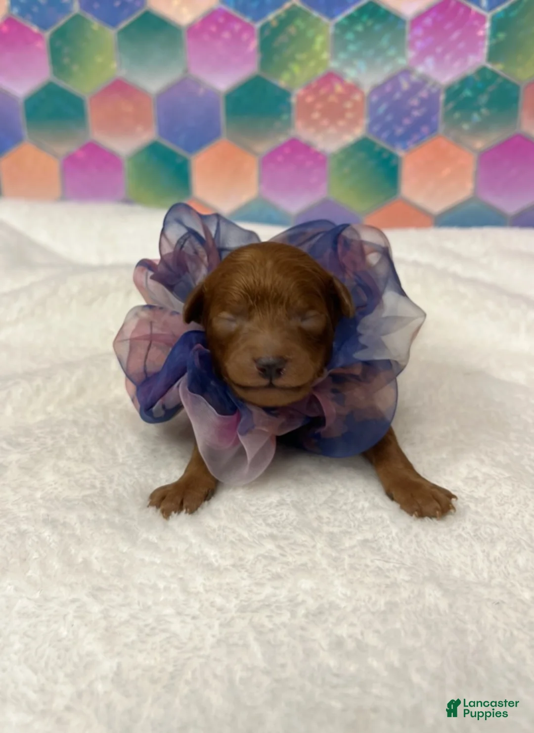 Toy Poodle dogs for sale: Chiffon - Ad 1