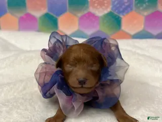 Toy Poodle dogs Chiffon - Ad 33