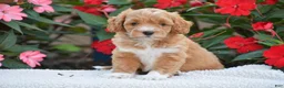 Mini Goldendoodle dogs for sale: Amelia - Mini F1BB - Ad 4