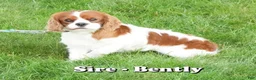 Cavalier King Charles Spaniel dogs for sale: Milo - Ad 11