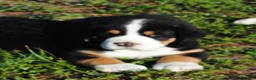 Greater Swiss Mountain Dog dogs for sale: Greater Swiss Mountain Dog Puppy Toby - Ad 3