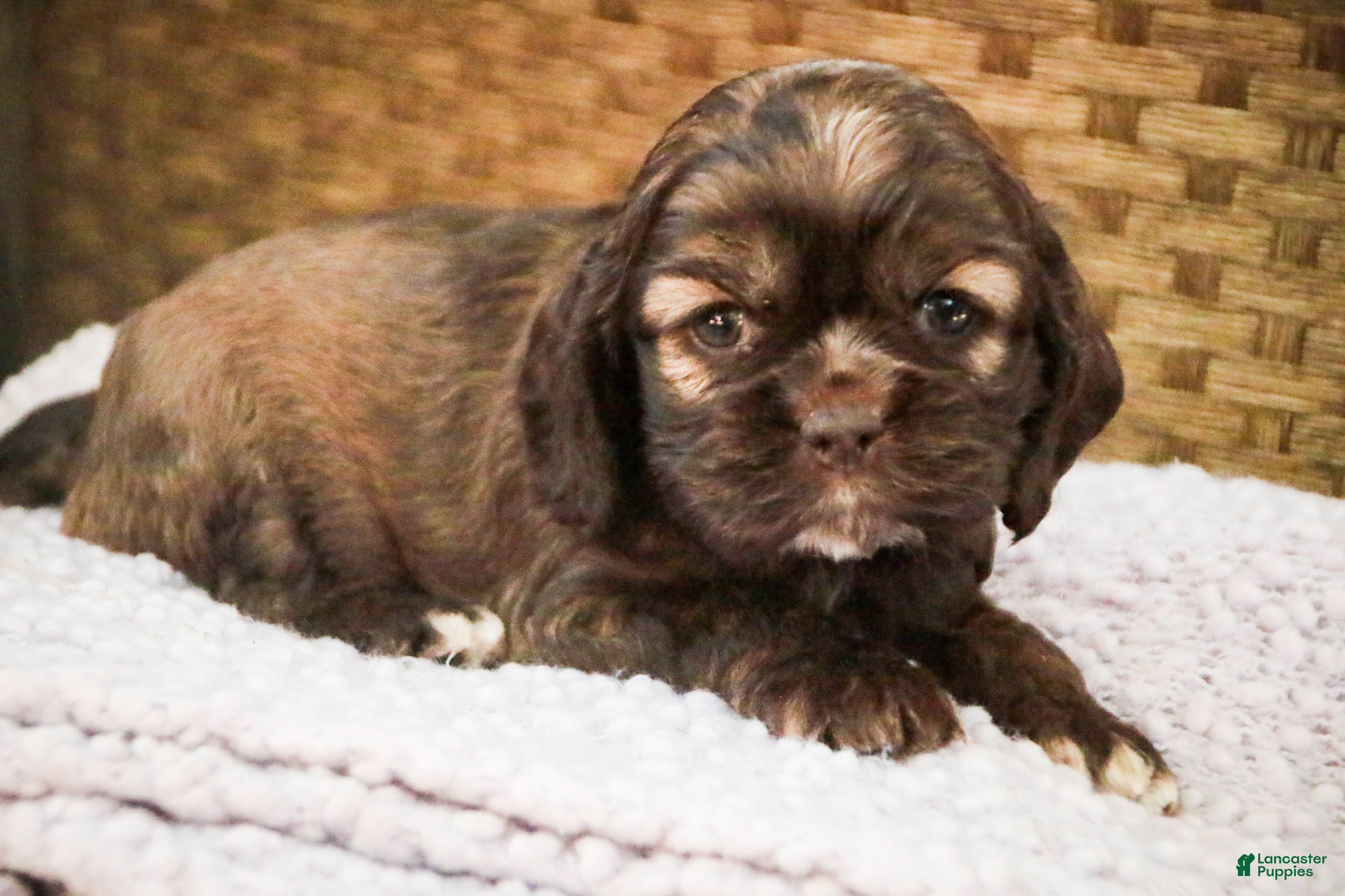 Cocker Spaniel dogs Nutella - Ad 2