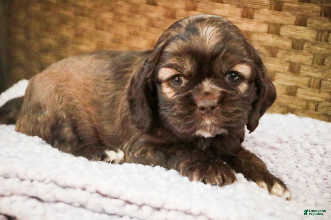 Cocker Spaniel dogs for sale: Nutella - Ad 2
