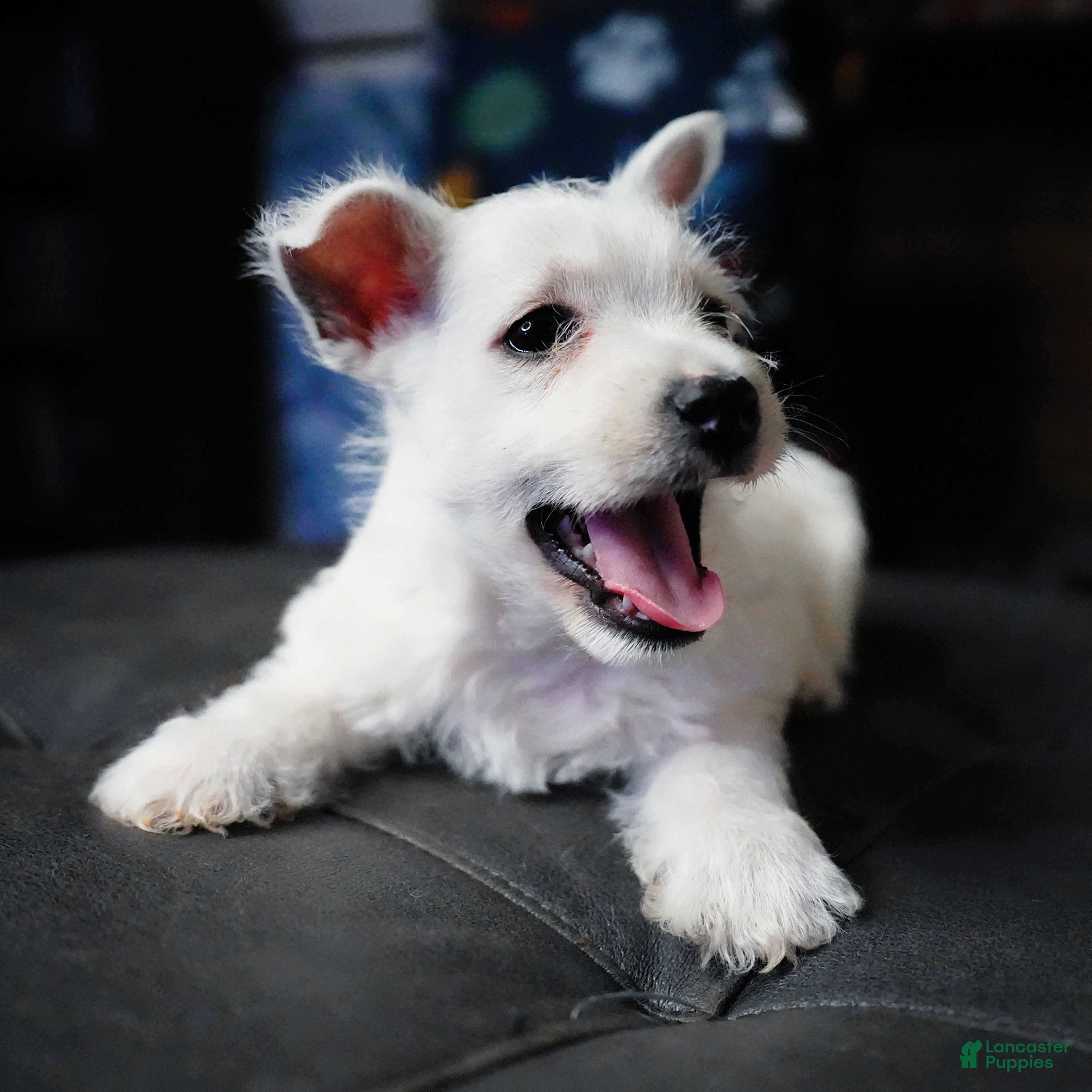 West Highland Terrier dogs Olaf - Ad 4
