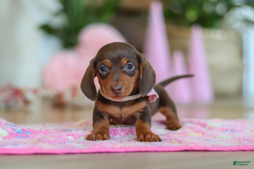 Miniature Dachshund dogs for sale: Chloe - Ad 10