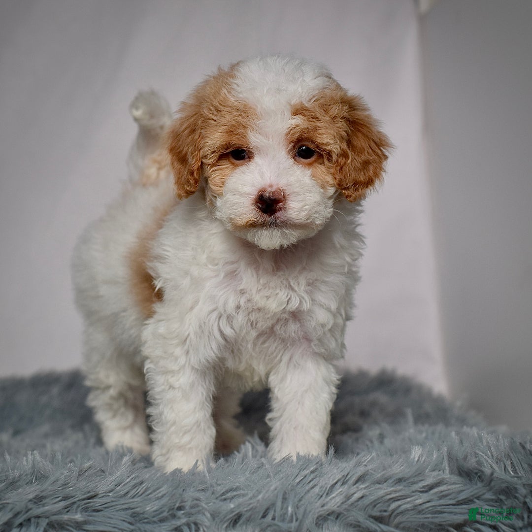 Mini Goldendoodle dogs for sale: Ms. Regan - Ad 6