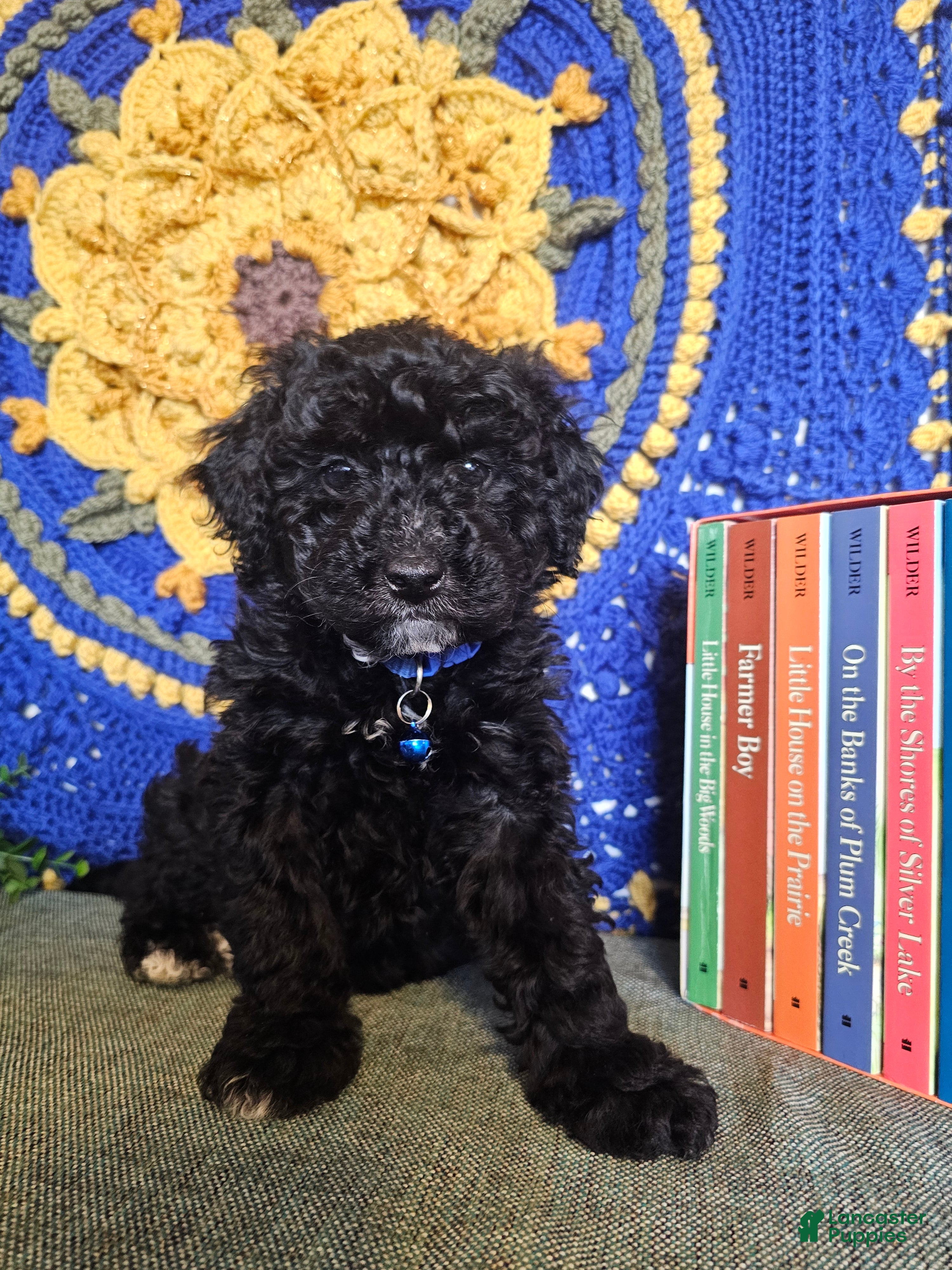 Mini Goldendoodle dogs BlueBell - Ad 2