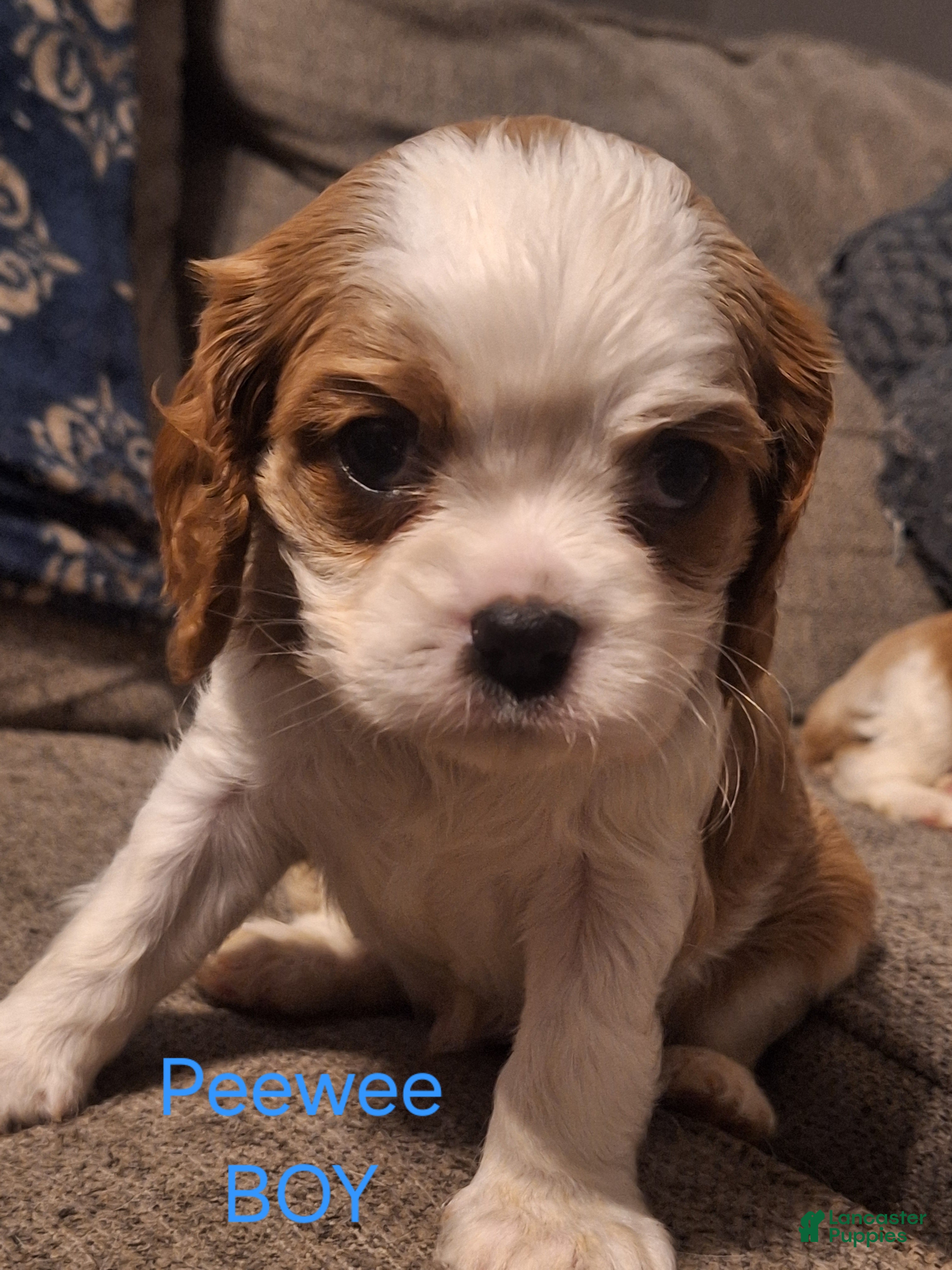 Cavalier King Charles Spaniel dogs Cavalier King Charles Spaniel Puppy 2 - Ad 33