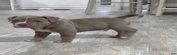 American Bully dogs for sale: American Bully Puppy 5 - Ad 11