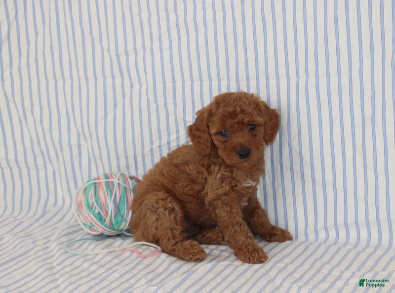Mini Goldendoodle dogs Milo - Ad 2