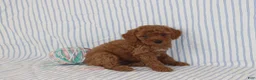 Mini Goldendoodle dogs for sale: Milo - Ad 2