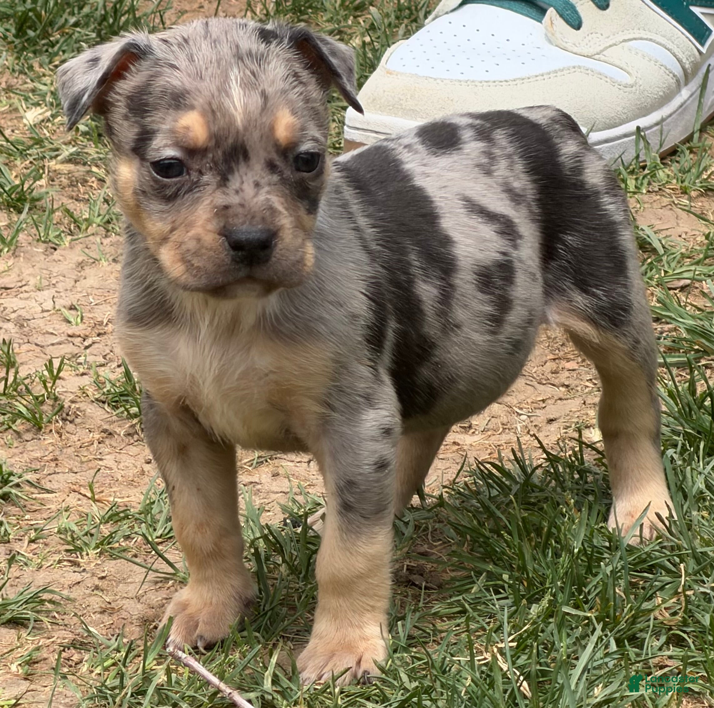 American Bully dogs American Bully 3 - Ad 5